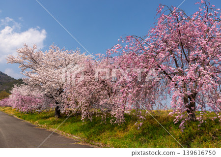 Kurawada, Minami-Alps City, Yamanashi Prefecture Rows of cherry blossom trees such as benishidarezakura along the Yamato River Kurawada, Minami-Alps City, Yamanashi Prefecture Rows of cherry blossom trees such as benishidarezakura along the Yamato River 139616750