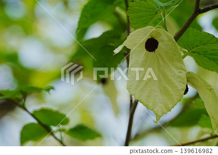 手帕樹的花朵在風中搖曳 手帕樹的花朵在風中搖曳 139616982