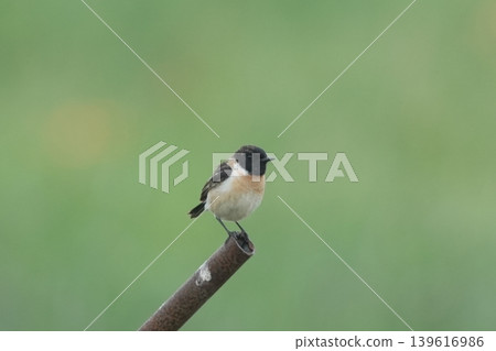 Stonechats in a green field Stonechats in a green field 139616986