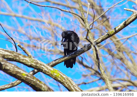 A crow standing in the cold sky A crow standing in the cold sky 139616998