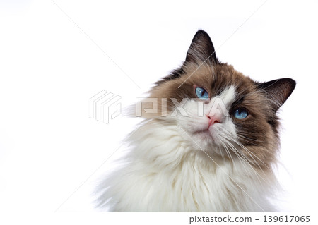 adorable fluffy feline portrait in studio lighting 139617065