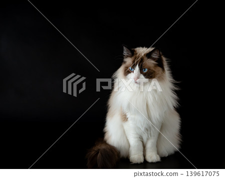 Luxury Ragdoll cat with fluffy fur and blue eyes 139617075