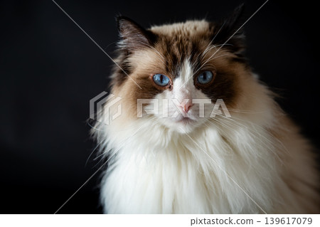 Purebred Ragdoll cat lying on dark background surface 139617079