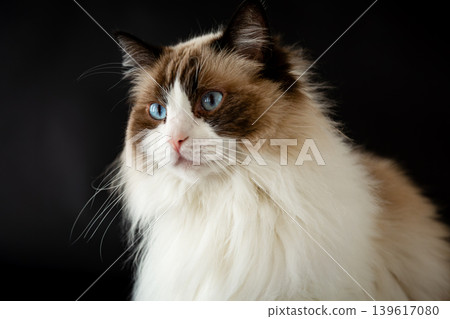 Cute domestic Ragdoll cat posing on black backdrop 139617080