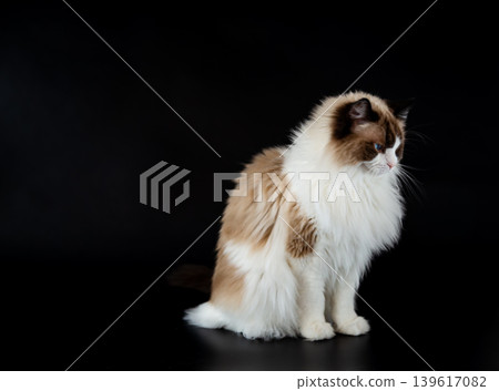 Blue eyed Ragdoll cat sitting on black background 139617082