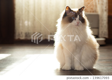 fluffy ragdoll cat looking at camera in sunlight fluffy ragdoll cat looking at camera in sunlight 139617093
