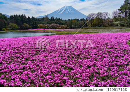 A vibrant field of moss phlox stretches out with Mount Fuji in the background. A vibrant field of moss phlox stretches out with Mount Fuji in the background. 139617138