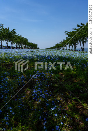 藍天和白花 藍天和白花 139617162