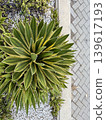 Variegated agave plant outdoors. A tropical evergreen plant. 139617193