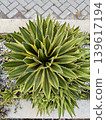 Variegated agave plant outdoors. A tropical evergreen plant. 139617194