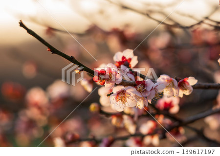 50 plum blossoms shining in the setting sun 50 plum blossoms shining in the setting sun 139617197