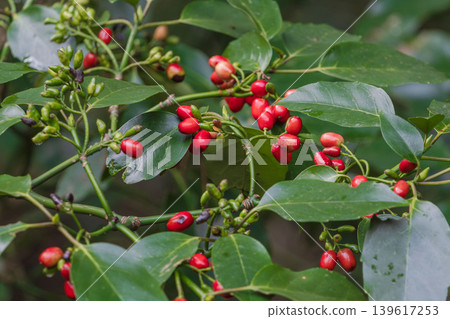 冬日森林:陰天中的紅莓 01 冬日森林:陰天中的紅莓 01 139617253