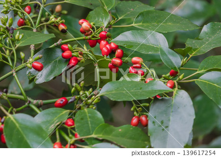 Winter Forest: Red Berries of Aucuba on a Cloudy Day 02 139617254