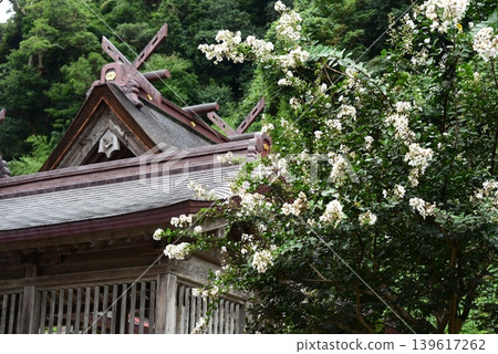 出雲的佐佐神社,紫薇花盛開。 出雲的佐佐神社,紫薇花盛開。 139617262