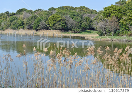The lush green forest and reeds reflected on the water's surface; a tranquil waterside scene in a bird sanctuary where wild birds thrive. The lush green forest and reeds reflected on the water's surface; a tranquil waterside scene in a bird sanctuary where wild birds thrive. 139617279