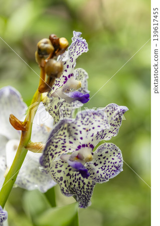 Tricyrtis hirta toad lily flowers blooming in Prague Tricyrtis hirta toad lily flowers blooming in Prague 139617455