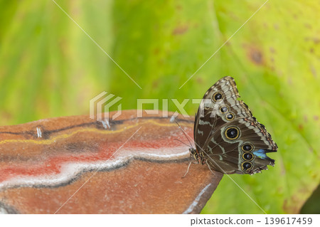 Butterfly resting on patterned surface with green background Butterfly resting on patterned surface with green background 139617459