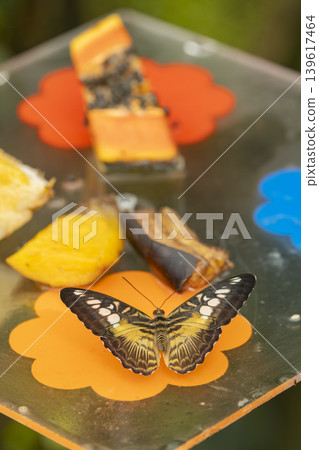 Clipper butterfly feeding on fruit in Prague Clipper butterfly feeding on fruit in Prague 139617464
