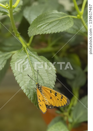 Orange butterfly resting on green leaf in Prague 139617467