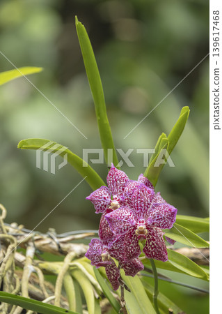Pink speckled orchid blossom showing detailed petals Pink speckled orchid blossom showing detailed petals 139617468