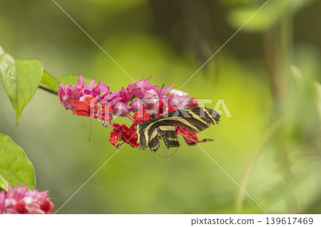 Zebra longwing butterfly resting on pink tropical flowers Zebra longwing butterfly resting on pink tropical flowers 139617469