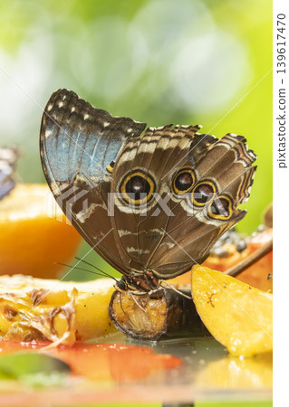 Blue morpho butterfly feeding on fruit in Prague Blue morpho butterfly feeding on fruit in Prague 139617470