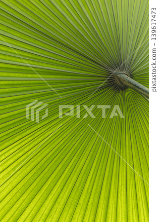 Green palm leaf venation with radiating lines 139617473