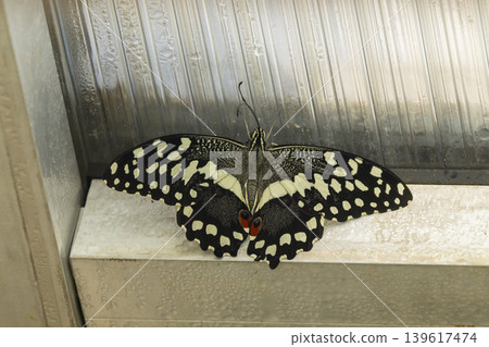 Butterfly wings spread on ledge in Prague Butterfly wings spread on ledge in Prague 139617474