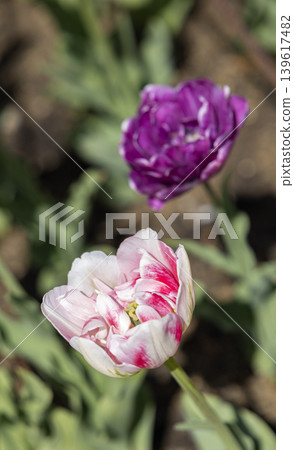 Double tulip flowers blooming in Prague spring garden Double tulip flowers blooming in Prague spring garden 139617482
