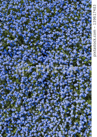 Forget me nots blooming in the Botanical Garden, Prague Forget me nots blooming in the Botanical Garden, Prague 139617483
