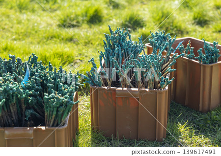 Grapevine cuttings ready for planting in Bzenec, Czechia 139617491
