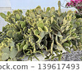 Prickly pear cactus in garden. Opuntia cactus plant outdoors. A tropical evergreen plant. 139617493