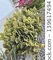 Prickly pear cactus in garden. Opuntia cactus plant outdoors. A tropical evergreen plant. 139617494