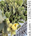 Prickly pear cactus in garden. Opuntia cactus plant outdoors. A tropical evergreen plant. 139617495