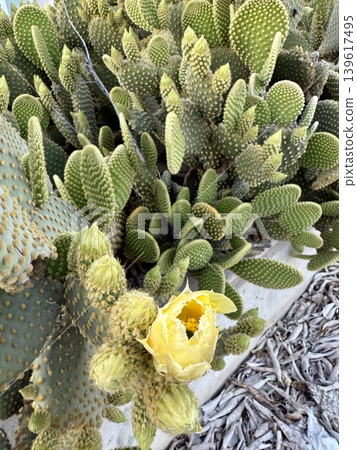 Prickly pear cactus in garden. Opuntia cactus plant outdoors. A tropical evergreen plant. Prickly pear cactus in garden. Opuntia cactus plant outdoors. A tropical evergreen plant. 139617495
