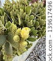 Prickly pear cactus in garden. Opuntia cactus plant outdoors. A tropical evergreen plant. 139617496