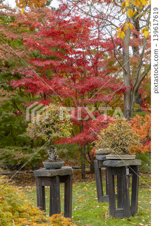 Bonsai trees displaying autumn colors in Prague garden Bonsai trees displaying autumn colors in Prague garden 139617619