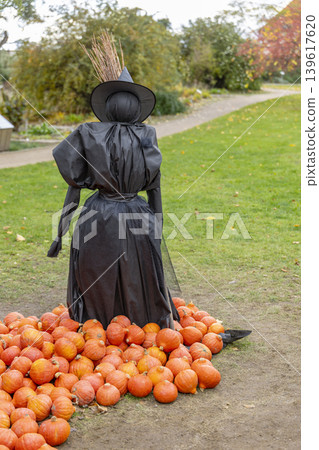 Witch scarecrow standing among many orange pumpkins 139617620
