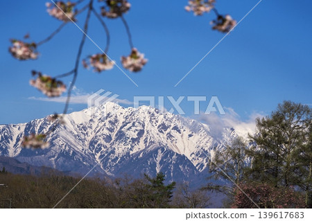 小川村的立屋萬丈櫻花盛開,從停車場附近就能看到立山山脈。 小川村的立屋萬丈櫻花盛開,從停車場附近就能看到立山山脈。 139617683