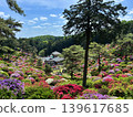 Azaleas blooming in the temple grounds 139617685