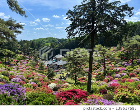 Azaleas blooming in the temple grounds Azaleas blooming in the temple grounds 139617685