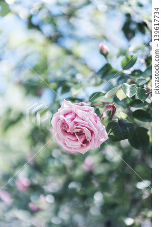 Pink roses blooming in dappled sunlight and soft bokeh Pink roses blooming in dappled sunlight and soft bokeh 139617734