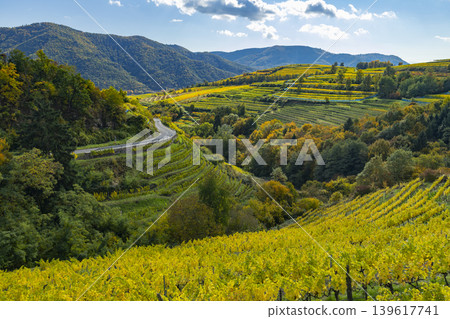 Golden autumn vineyards along road L78 in Wachau Valley Golden autumn vineyards along road L78 in Wachau Valley 139617741