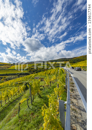 Autumn Wachau valley vineyards with scenic L78 road Autumn Wachau valley vineyards with scenic L78 road 139617744