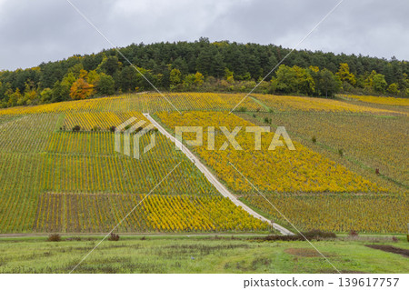 Chablis vineyards showing golden autumn colors in Bourgogne Franche Comte Chablis vineyards showing golden autumn colors in Bourgogne Franche Comte 139617757