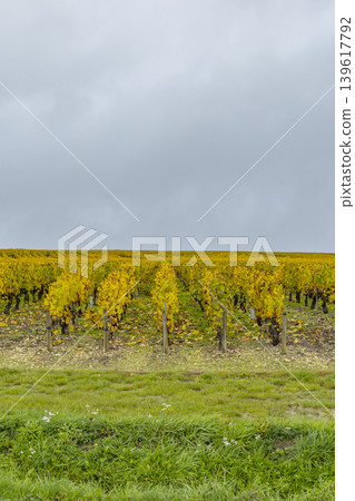 Vineyard rows showing vibrant yellow autumn leaves Vineyard rows showing vibrant yellow autumn leaves 139617792