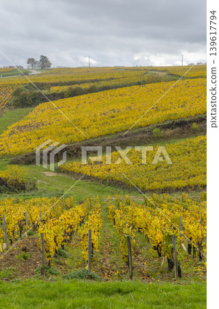 Autumn vineyard changing colors in Villy, Bourgogne Franche Comte, France Autumn vineyard changing colors in Villy, Bourgogne Franche Comte, France 139617794