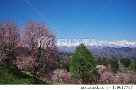 The cherry blossoms at Tateya Bansho in Ogawa Village are in full bloom. The Tateyama mountain range can be seen from near the parking lot. The cherry blossoms at Tateya Bansho in Ogawa Village are in full bloom. The Tateyama mountain range can be seen from near the parking lot. 139617797