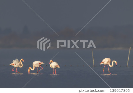 Greater flamingos wading and feeding in Camargue wetland Greater flamingos wading and feeding in Camargue wetland 139617805