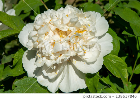 White Peony Flower in Full Bloom Close-up with Green Leaves Background in Spring Garden White Peony Flower in Full Bloom Close-up with Green Leaves Background in Spring Garden 139617846